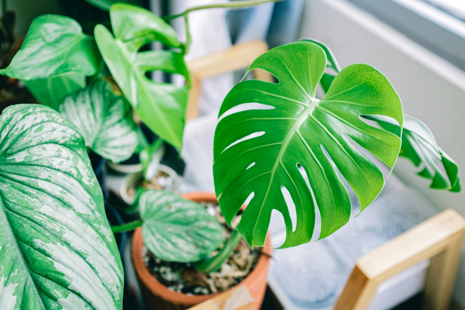 Monstera deliciosa in a terracotta pot by a window