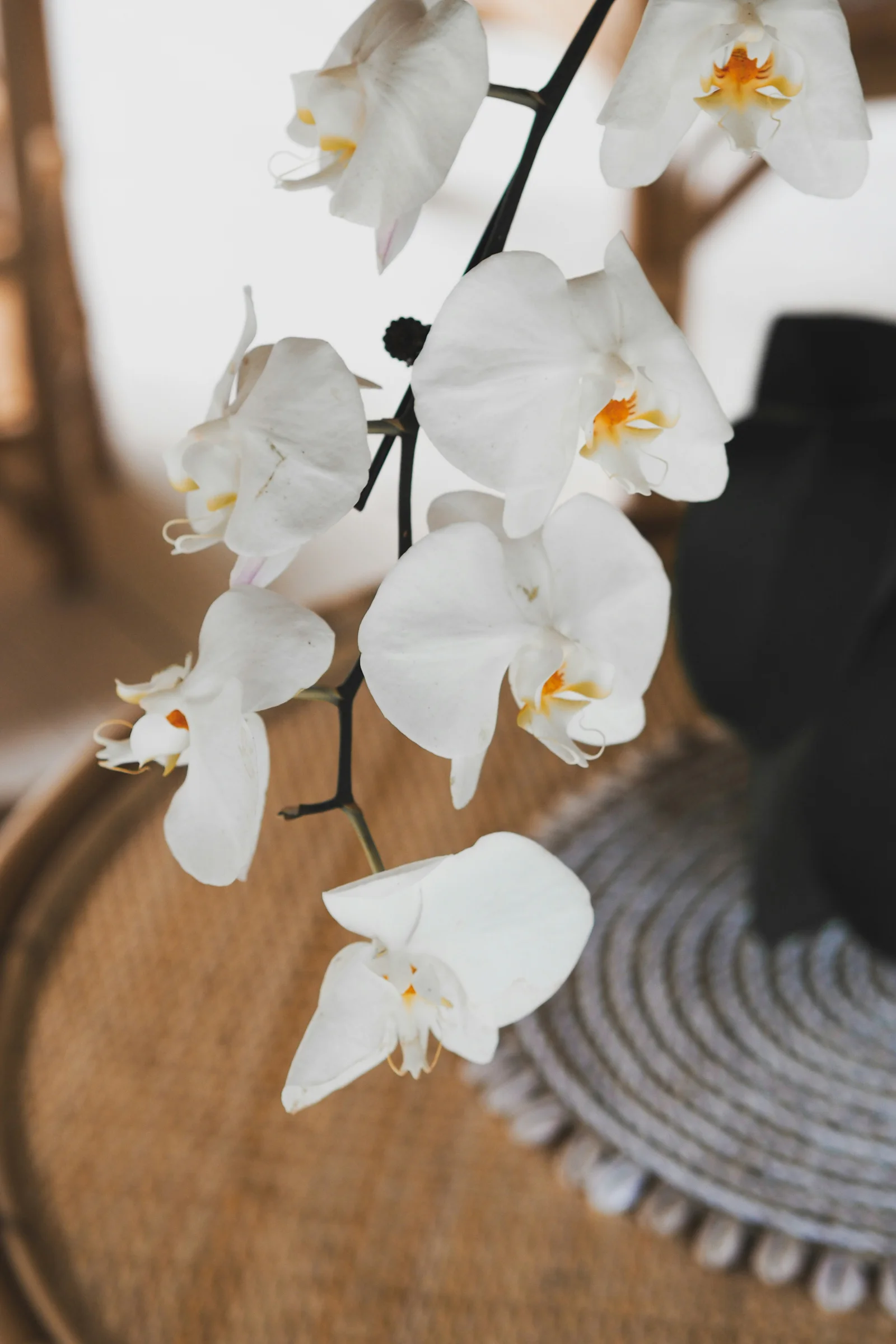 White phalaenopsis orchid blooming indoors